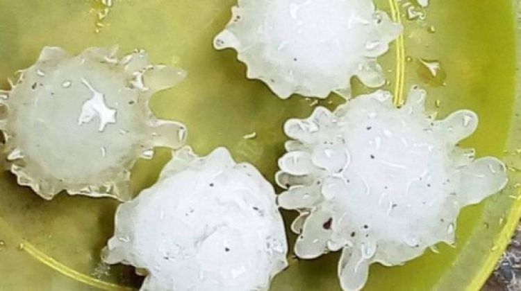 Com Informações: UOL