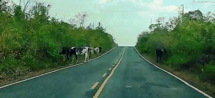 Com informações :Diário do Longá