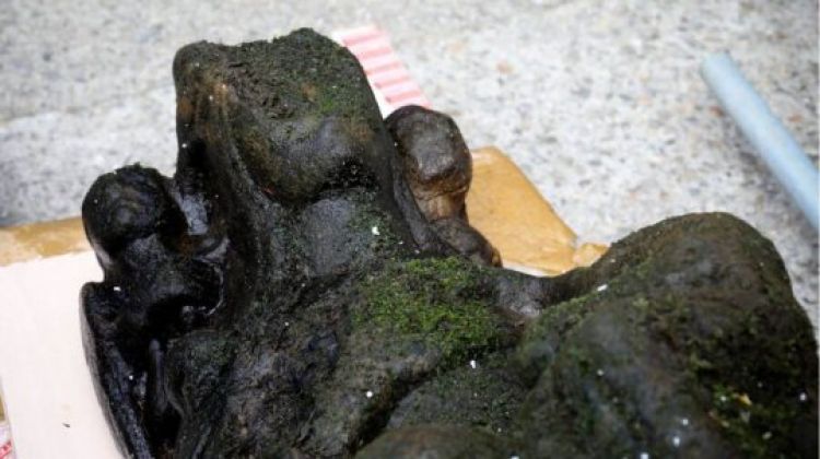 Com Informações: Mega Curioso 