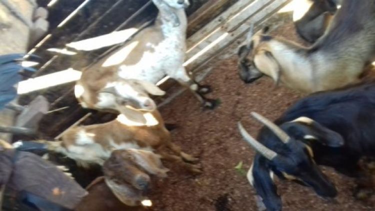 Com Informações: G1 Piauí