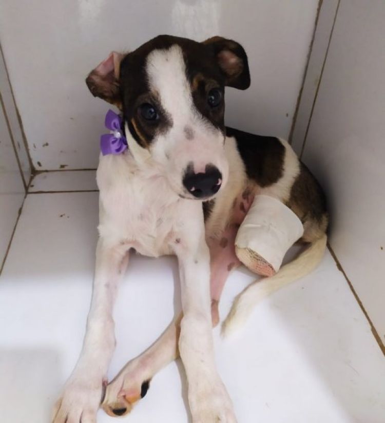 Com Informações: G1 Piauí