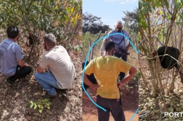 Com Informações: Portal V1