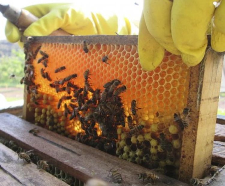 Divulgação Fundação Banco do Brasil