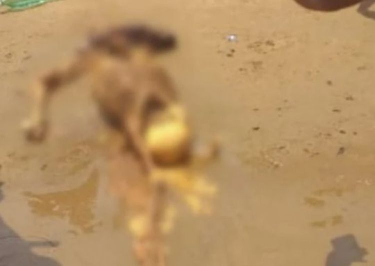 Ossada foi encontrada dentro do mar - Foto: Reprodução

