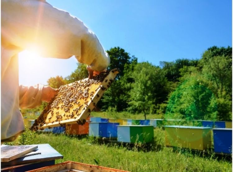 O mel do Piauí é destaque por sua excelente qualidade (Foto: Grupo Sima)
