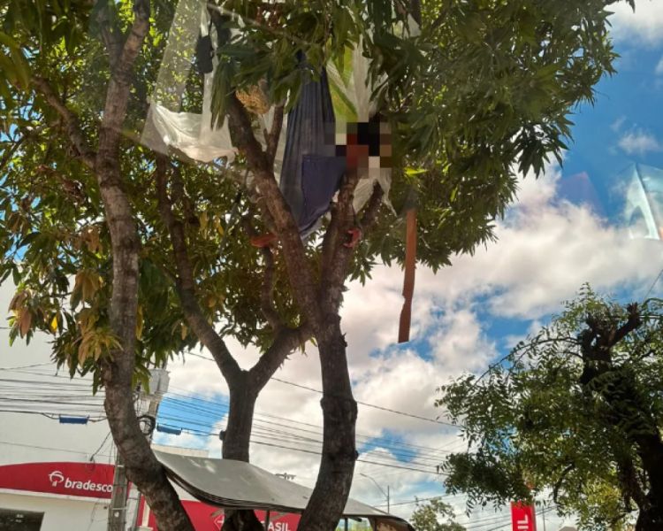Homem em situação de rua arma rede no topo de árvore em Parnaíba e bombeiros são acionados — Foto: Arquivo Pessoal
