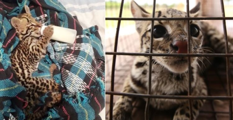 Fotos: Divulgação/PA