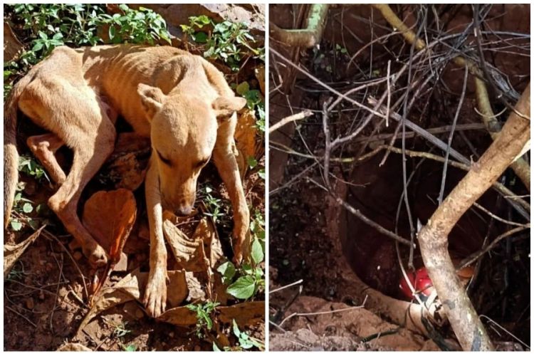 Foto: Divulgação/Corp. de Bombeiros 
