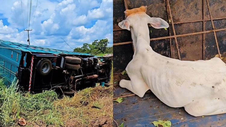 Foto: Reprodução/ FiapoNews