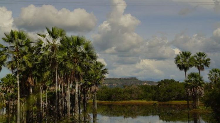 Carnaubais e Serra de Santo Antonio em Campo Maior. Foto: Alcides Filho