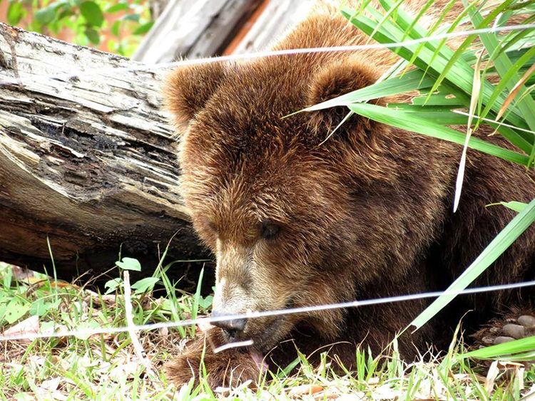 Fonte: Cidade verde / Foto: Raianna Risele