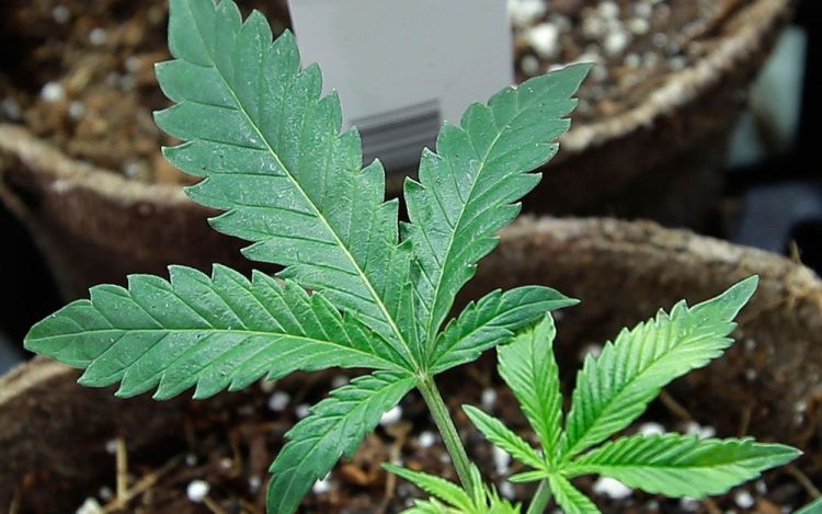 Fonte: G1 / Foto: Reprodução