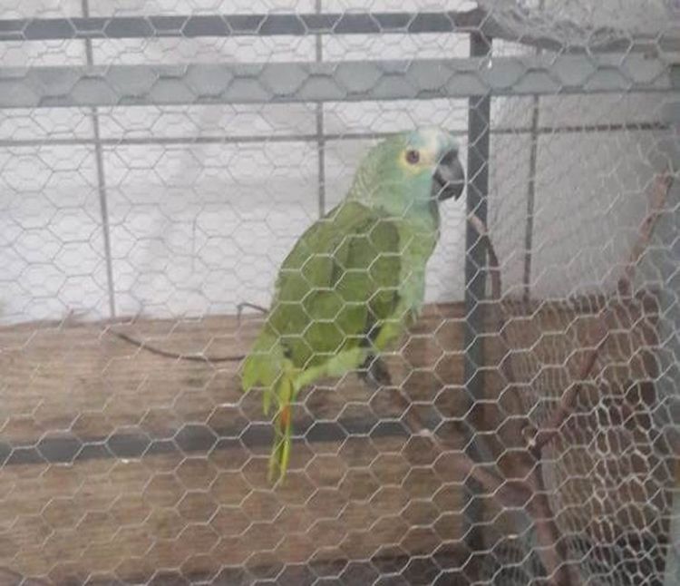 Fonte: G1 / Foto: Divulgação Polícia Militar Ambiental