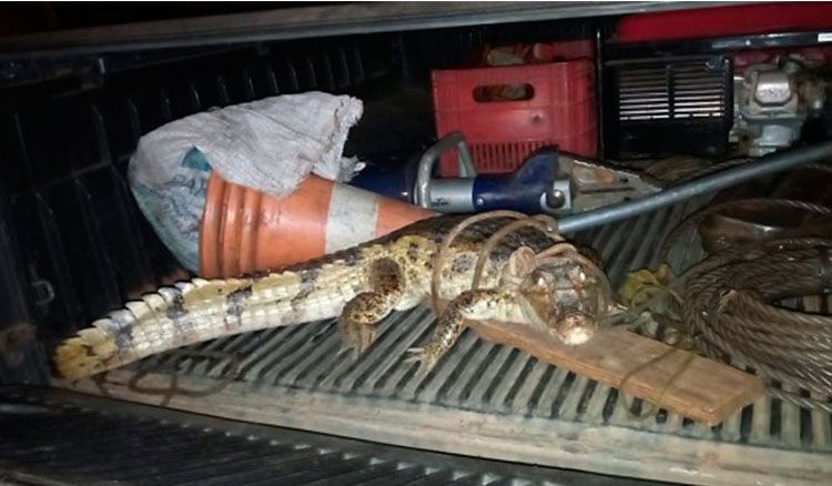 Fonte / Foto: Cidade Verde