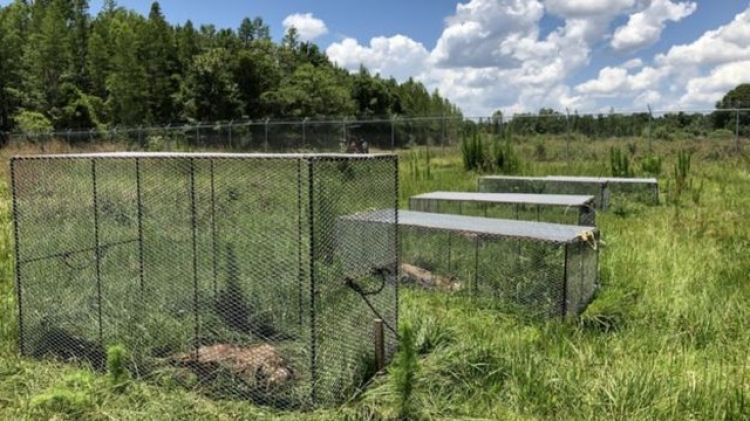 Fonte: G1 / Foto: Reprodução